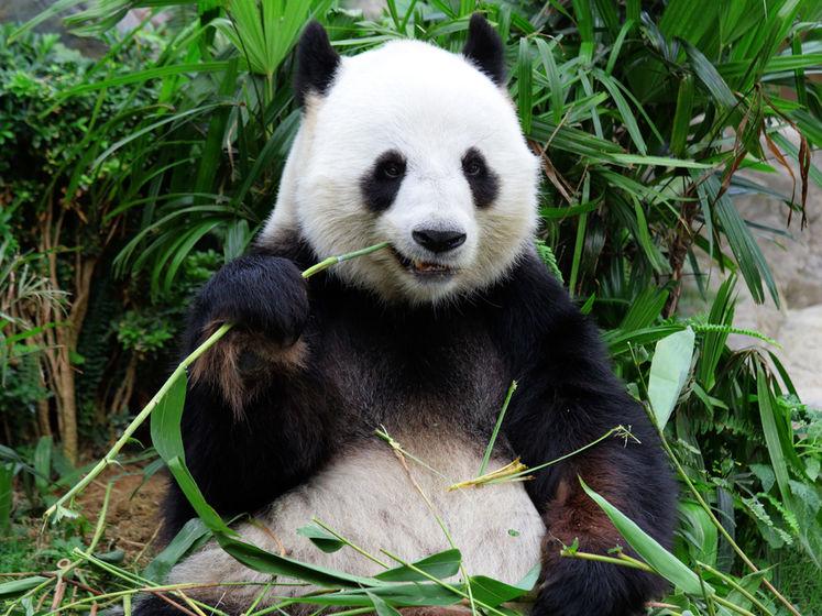 Закончился бамбук из-за пандемии. В Канаде зоопарк вынужден вернуть Китаю панд