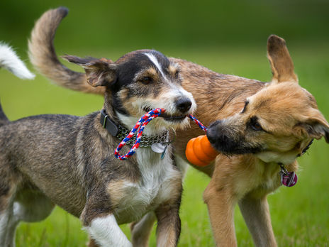 Малюська объяснил, почему Минюст продает собак
