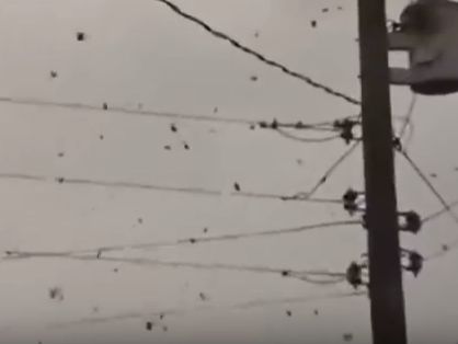 Над бразильским городом Парана зависло облако из паутины и пауков. Видео