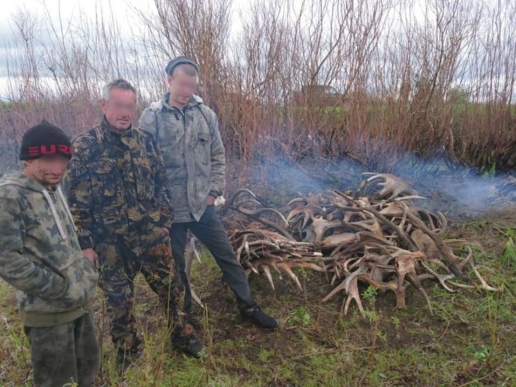 В Чернобыльской зоне отчуждения задержали мужчин при попытке вывоза 60 кг рогов лосей