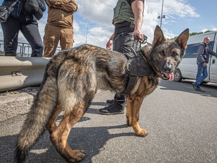 В МВД Украины рассказали о роли собаки в задержании псевдоминера моста Метро