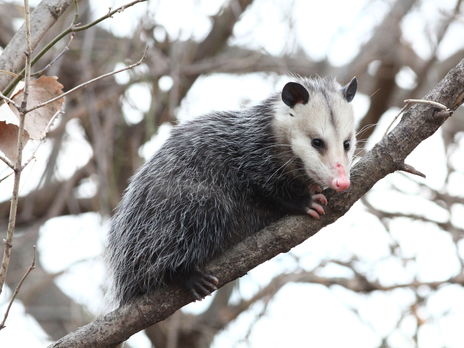 В Австралии экоактивисты от имени опоссума подали в суд на лесозаготовительную компанию и выиграли