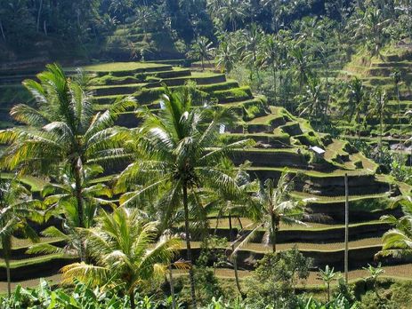 Индонезийское племя выкопало трупы родственников, чтобы переодеть их и сделать семейное фото