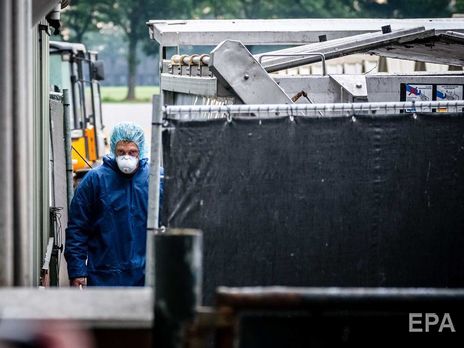 В Нидерландах норок с детенышами травят газом из-за вспышки коронавируса на фермах