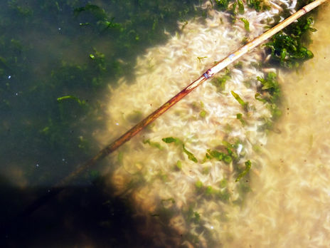 В Хаджибейском лимане возле Одессы – массовый мор креветки