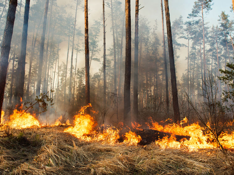 Спасатели в ходе тушения лесного пожара в серой зоне на Донбассе обнаружили боеприпасы