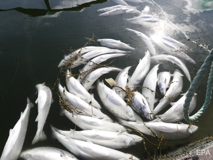 ﻿Китай тимчасово зупинив імпорт норвезького лосося через спалах коронавірусу на пекінському ринку