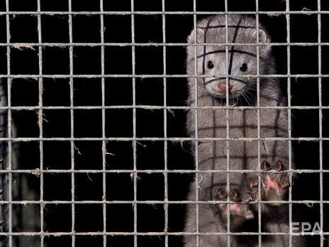 В Дании уничтожат 11 тыс. норок из-за вспышки коронавируса на ферме