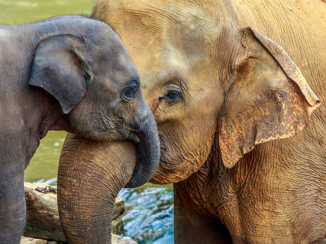 ﻿Всесвітній день захисту слонів у зоопарках. Чим ці тварини схожі на людей