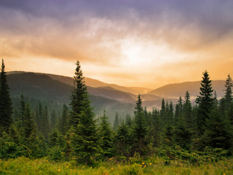 ﻿Зеленський підписав закон про інвентаризацію лісів