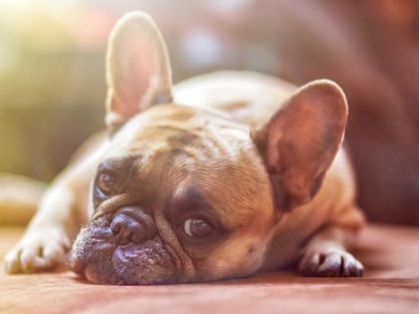 В Украине конфискованных по решению суда животных будут передавать в приюты – Кабмин