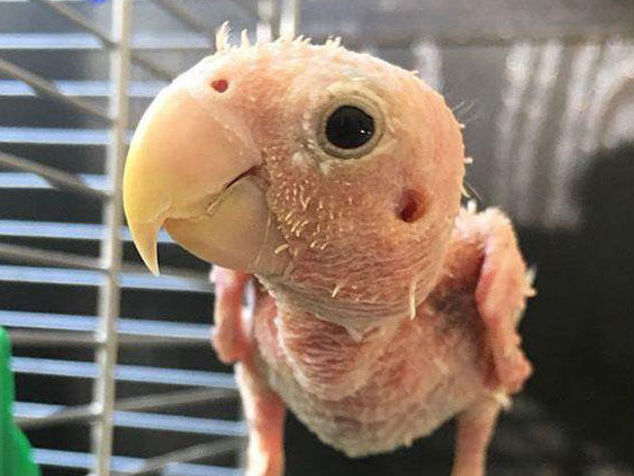 Голая самка попугая Рея стала звездой Instagram