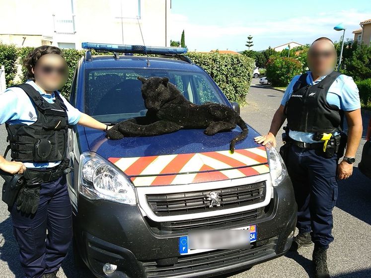 Во Франции жандармы "поймали" плюшевую пантеру, "разгуливающую" по берегу реки