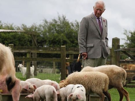 ﻿Чарльз позував разом із вівцями і свинями у фермерському парку