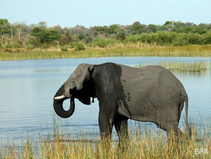﻿У Ботсвані з невідомих причин масово помирають слони. Із травня загинуло понад 350 тварин