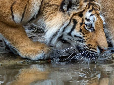 В Швейцарии сотрудница зоопарка погибла после нападения амурской тигрицы