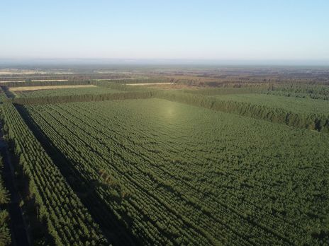﻿Збитки від лісової пожежі в Луганській області оцінюють у понад 450 млн грн – ОДА