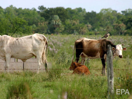 ﻿Поширенню COVID-19 у Бразилії сприяли м'ясокомбінати – експерти