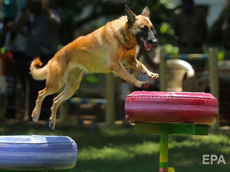 В Австрии готовят собак для обнаружения по запаху больных с COVID-19