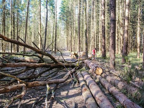 ﻿У Вінницькій області директор лісгоспу налагодив незаконне вирубування лісу, збитки – 1,5 млн грн – СБУ