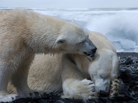 ﻿Більшість популяцій білих ведмедів може зникнути до 2100 року – науковці