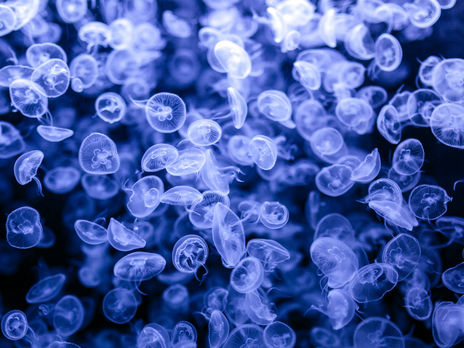 Впервые медузы в пресных водоемах Украины были обнаружены в 1979 году