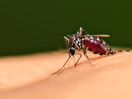 Малярия передается человеку при укусе инфицированными комарами