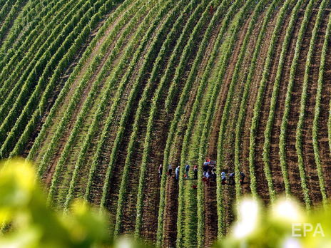 В Германии на ферме 174 сезонных рабочих инфицированы COVID-19