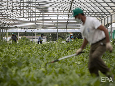 Среди заразившихся COVID-19 на ферме в Германии могут быть украинцы