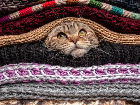 В Британии впервые подтвердили COVID-19 у кошки