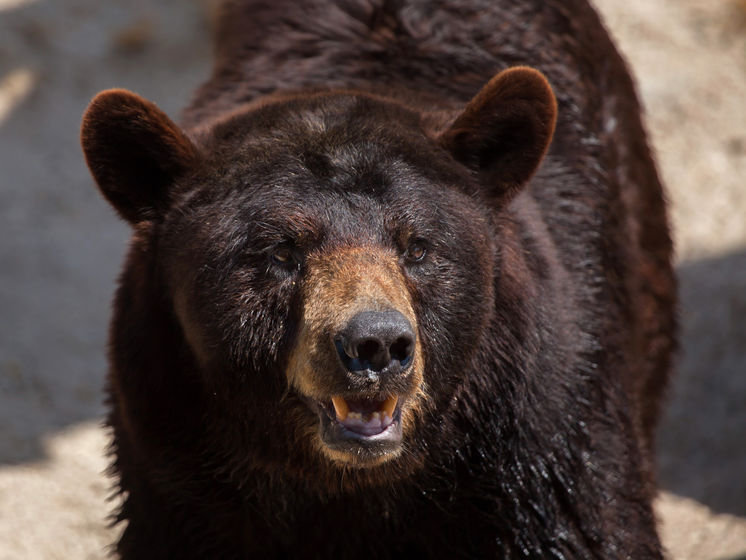 В США медведь, спасаясь от зноя, забрался в детский бассейн и уснул