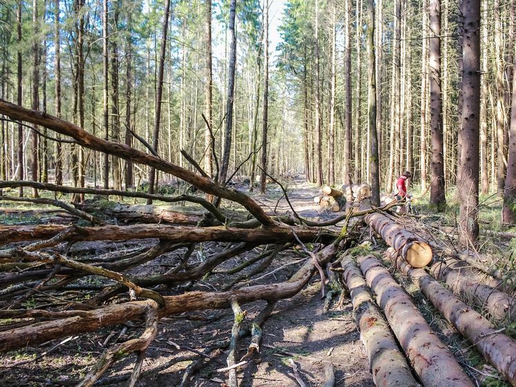 Незаконные вырубки в лесничестве Житомирской области нанесли ущерба на 2,5 млн грн – Офис генпрокурора