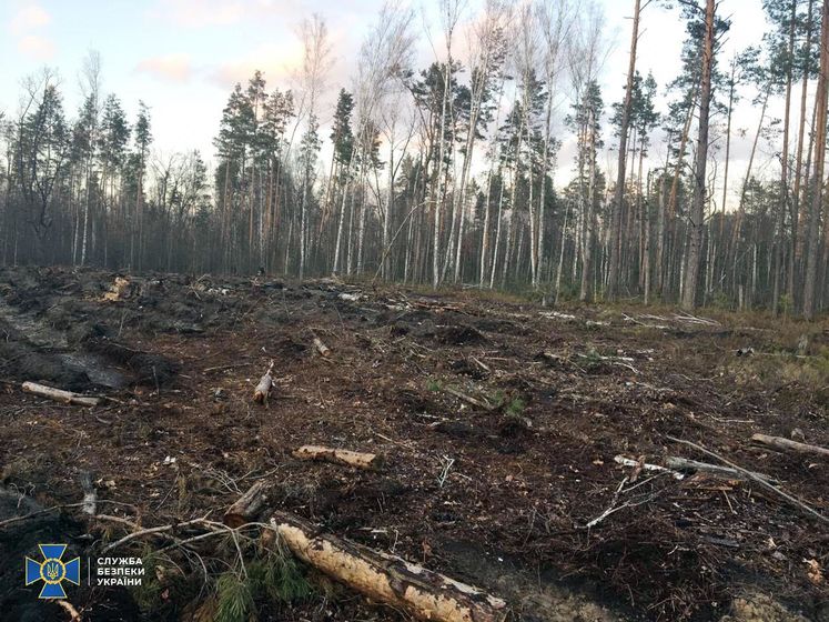 СБУ виявила масштабне вирубування лісів на заході й півночі України