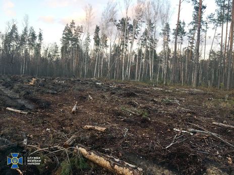 СБУ виявила масштабне вирубування лісів на заході й півночі України
