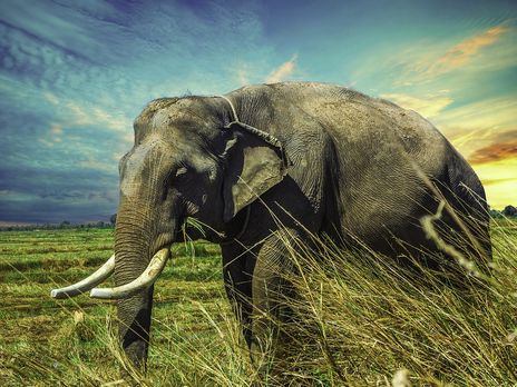В Ботсване выяснили причину массовой гибели слонов