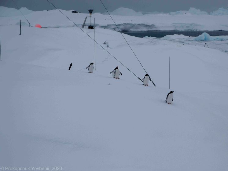 На українську станцію "Академік Вернадський" в Антарктиді несподівано для цього сезону повернулися пінгвіни