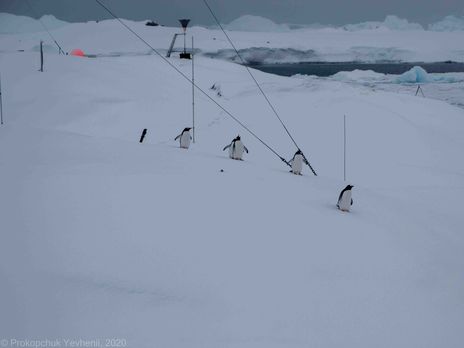 Сейчас в Антарктиде разгар зимы