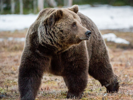 Мін'юст України передав волонтерам конфіскованих ведмедів і левів