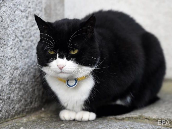 Кіт МЗС Великобританії Палмерстон іде на пенсію
