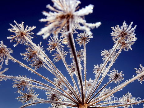 Синоптики прогнозируют заморозки почти по всей Украине