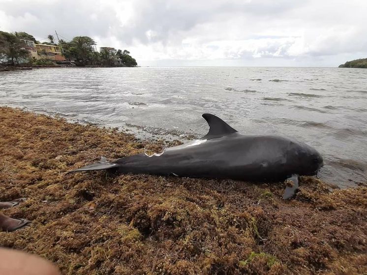 В Индийском океане погибло около 40 дельфинов. Вероятная причина – разлив нефти