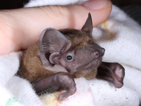 У харківському НДІ померло приблизно 500 кажанів