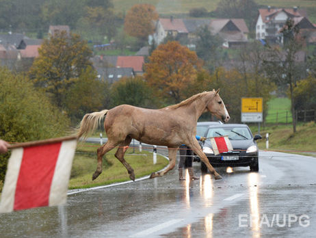 В Китае лошадь спровоцировала ДТП, жертвами которого стало 12 человек
