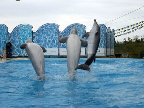В дельфинарии оккупированной Ялты животных кормили просроченной рыбой