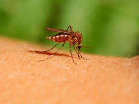 У жителя Полтавської області виявили лихоманку Західного Нілу – Центр громадського здоров'я