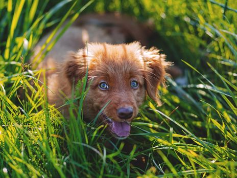 В Украине предлагают штрафовать владельцев за неуборку экскрементов за домашними животными