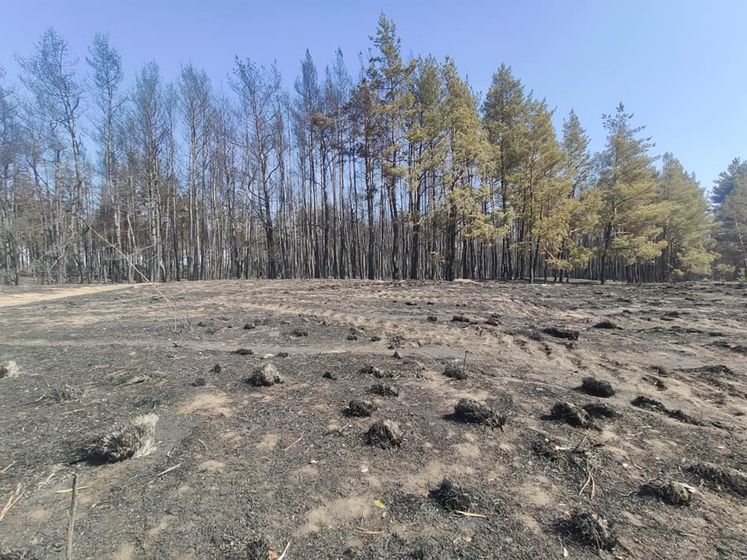 Лісові пожежі в Харківській області. Лісники виявили два місця підпалу