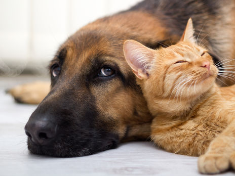 В Украине с начала года зафиксировано более 200 случаев жестокого обращения с животными