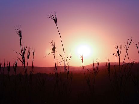 ВОЗ одобрила тестирование африканских трав для лечения коронавируса