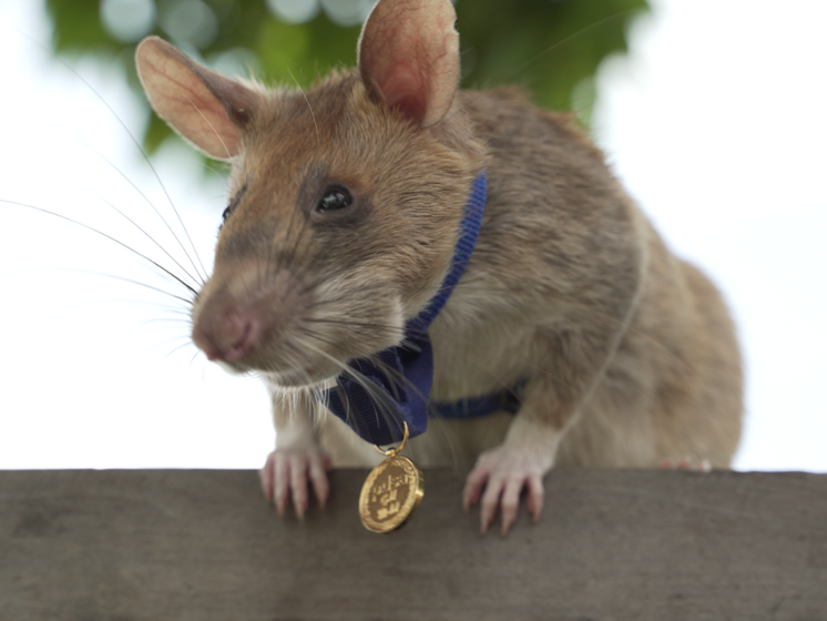 У Камбоджі тренованому пацюку вручили медаль за хоробрість під час розчищення мінних полів